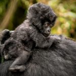 kwita izina 2026 | Kori Safaris Baby mountain gorilla / Kwita Izina