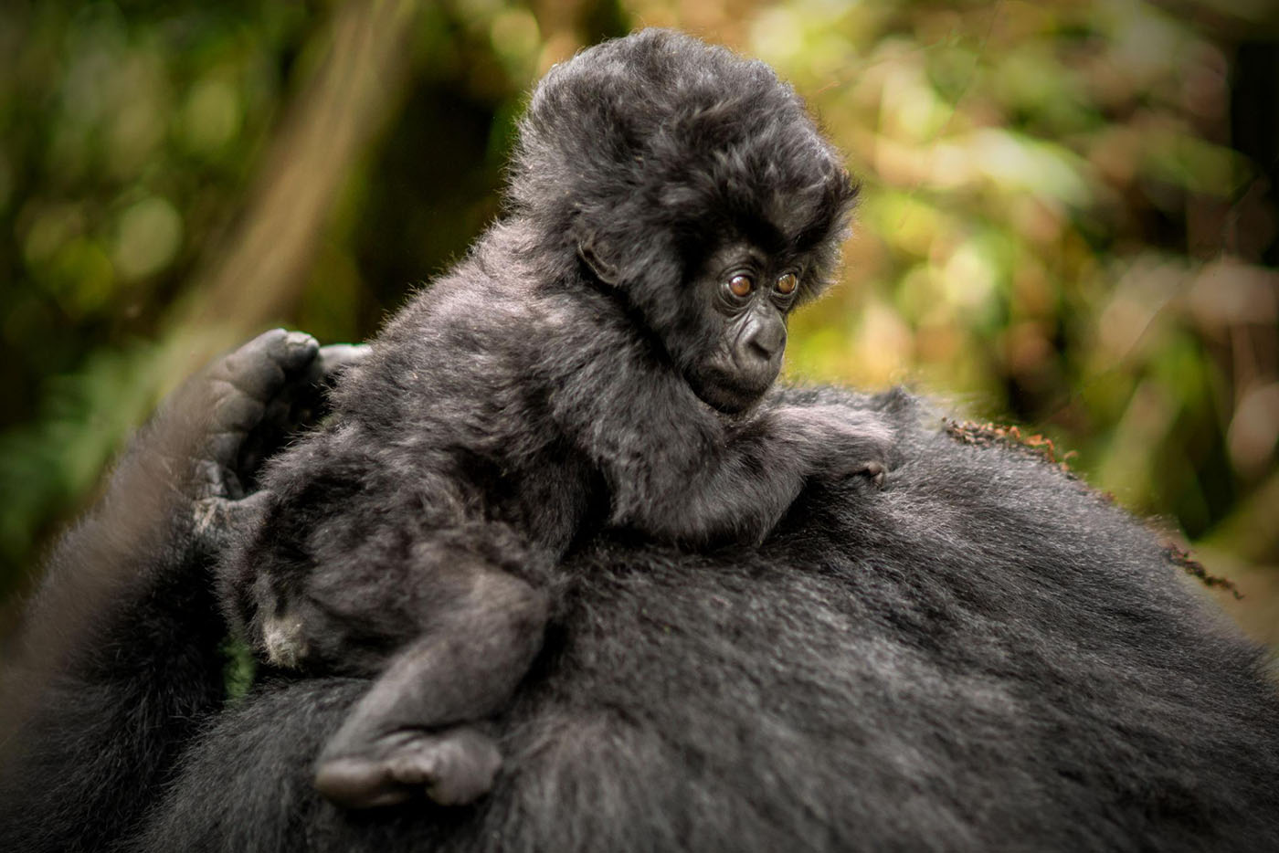 kwita izina 2026 | Kori Safaris Baby mountain gorilla / Kwita Izina