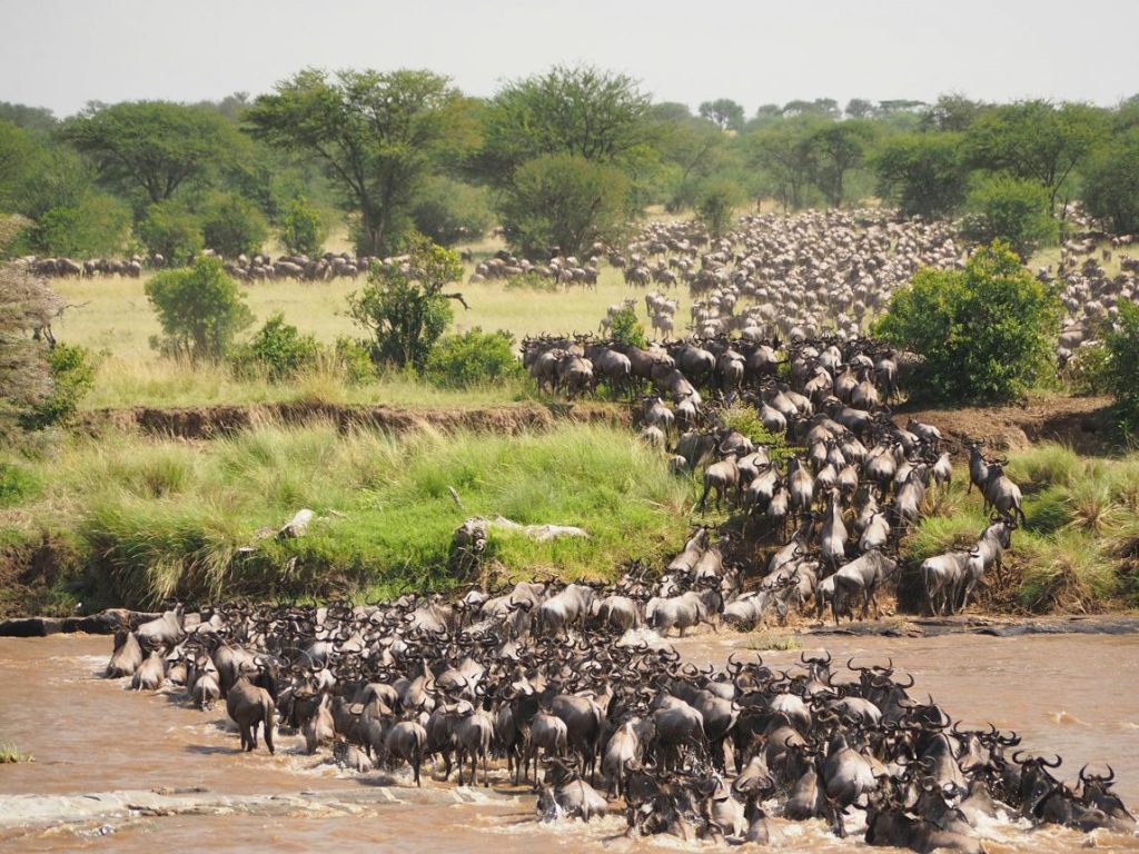 migration tz | Kori Safaris